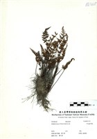 藏品(亨氏擬旱蕨)的圖片